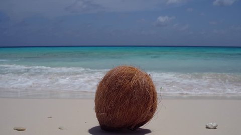 Coconut on tropical beach of Klein Curacao with white sand in the Caribbean. 