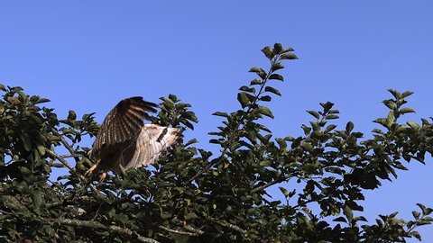 Long eared Owl, asio otus  Taking off from  apple tree, Slow motion