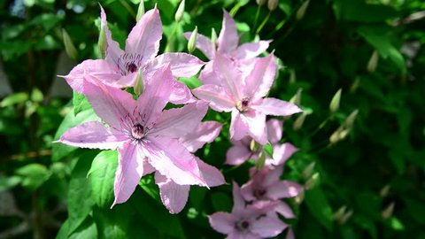 Pink flowers of clematis close-up
