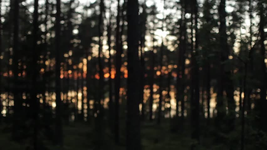 Sunset in the Forest. Dusk