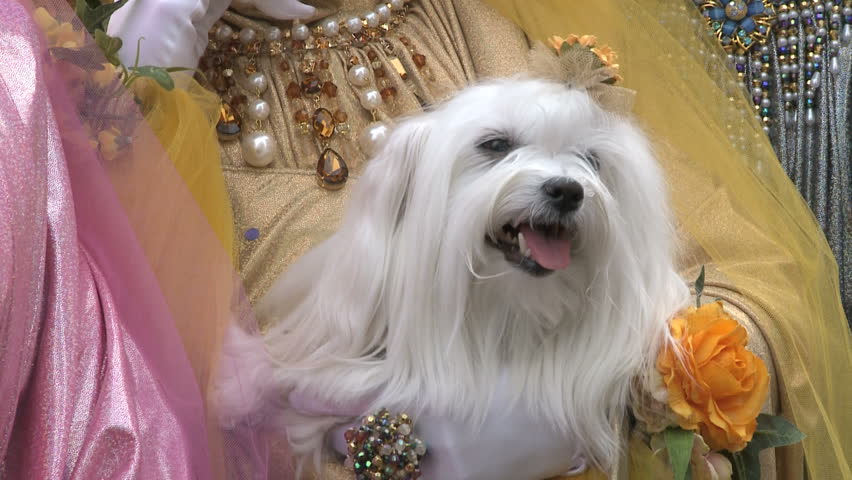 Four disguised women in colorful costumes with a dog