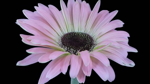 Time-lapse of growing and opening pink gerbera flower 3b3 in RGB + ALPHA matte format isolated on black background
