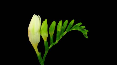 Time-lapse of opening white freesia flower buds 3b1 in PNG+ format with ALPHA transparency channel isolated on black background
