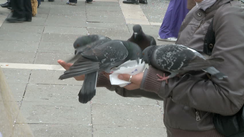 Feeding pigeons on St. Marks Square on 24th of February in Venice, Italy