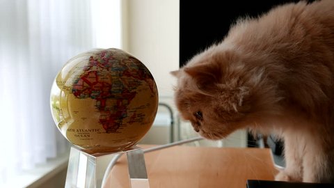 Coquitlam, BC, Canada - September 03, 2016 : Curious persian cat smelling globe on table with 4k resolution.