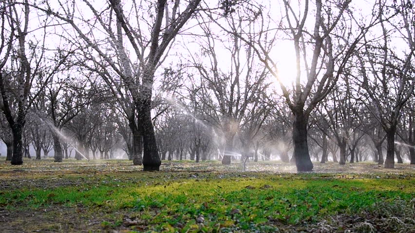Almond Orchard with sprinklers dolly shot 2