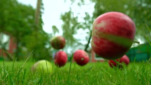 Red and green apples falling on the grass. Super slow motion shot