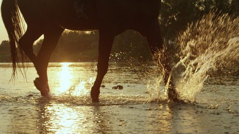 SLOW MOTION CLOSE UP: Black horse walking across a river, splashing waterdrops in magical golden light in summer evening. Dark horse walking in shallow water in rocky riverbed at beautiful sunset