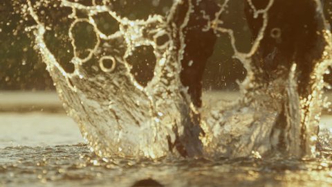 SLOW MOTION CLOSE UP DOF: Black horse walking across a river, splashing waterdrops in magical golden light in summer evening. Dark horse walking in shallow water in rocky riverbed at beautiful sunset