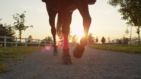 SLOW MOTION, CLOSE UP: Senior experienced male rider horseback riding beautiful dark bay gelding on horse ranch footpath at golden sunset. Elder cowboy on relaxing ride with brown stallion at sunrise