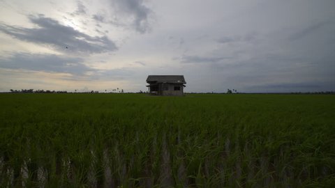 Landscape of a beautiful green field with rice stalks swaying in the wind. Time lapse
