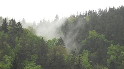 4K Rain fall on green forest tree in summer day, fog motion over mountain, fresh storm Stockvideó