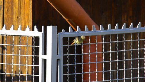 Nightingale on a metal fence 2