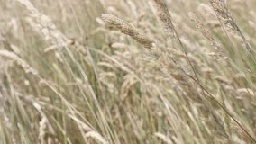 Wild yellow wheat on the wind shallow DOF slow-mo 1920X1080 HD footage - Slow motion swaying decorative grass moving 1080p FullHD video