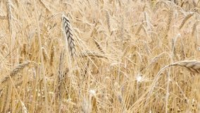Under sun  golden crops of wheat  shallow DOF natural food 2160p 30fps UltraHD footage - Riticum genus organic rye cereals farm plantation on the wind 4K 3840X2160 UHD video