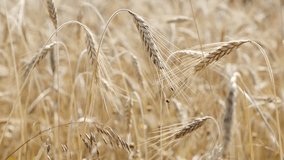 Riticum genus organic rye cereals farm plantation on the wind 2160p 30fps UltraHD footage - Golden crops of wheat  shallow DOF natural food under sun 4K 3840X2160 UHD video