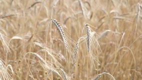 Slow motion Riticum genus organic rye cereals farm plantation on the wind 1920X1080 HD footage - Golden crops of wheat shallow DOF natural food under sun slow-mo 1080p HD video