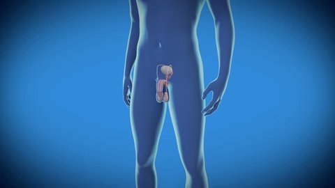 Man Erection - Medical 3d Animated view of the male erectile function - 