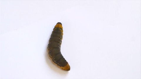 Closeup caterpillar moving on white background