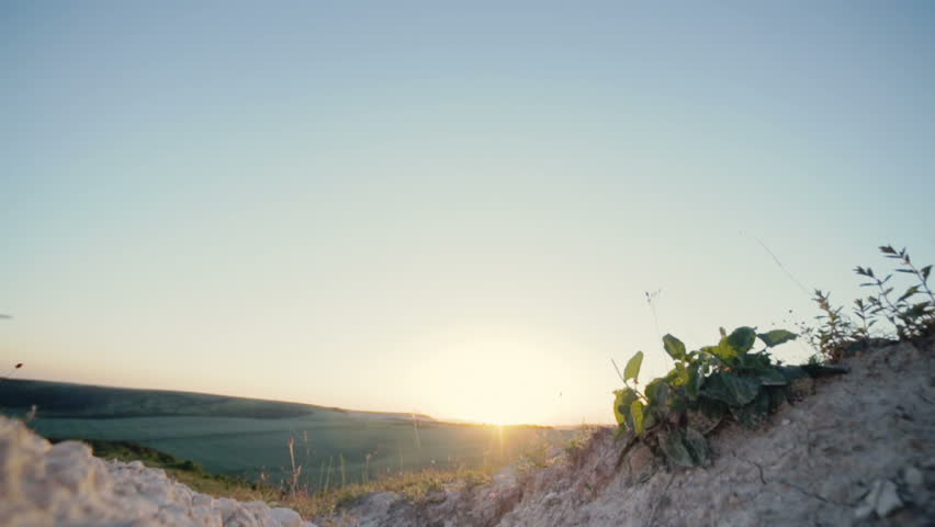 Little plants on sandy ground with sunset