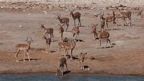 Impala antelopes (Aepyceros melampus) at a waterhole, Etosha National Park, Namibia