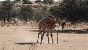 Two giraffe bulls (Giraffa camelopardalis) fighting, Kalahari desert, South Africa