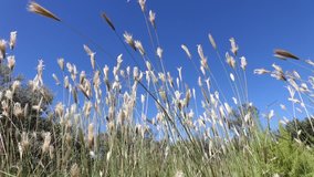 Grasses waving in the wind against a blue sky