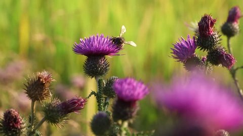 Bee on a flower thistle