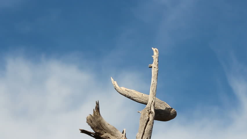 Harris Hawk flies to top of tree branch, eats snack clutched in its claw. 1080p