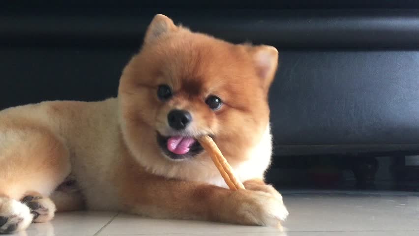 pomeranian dog eat food