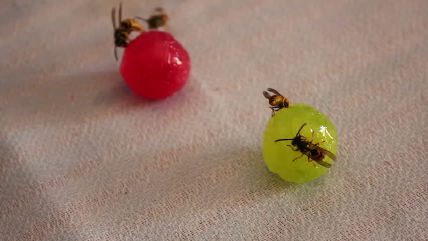 Wasps are sitting on candies