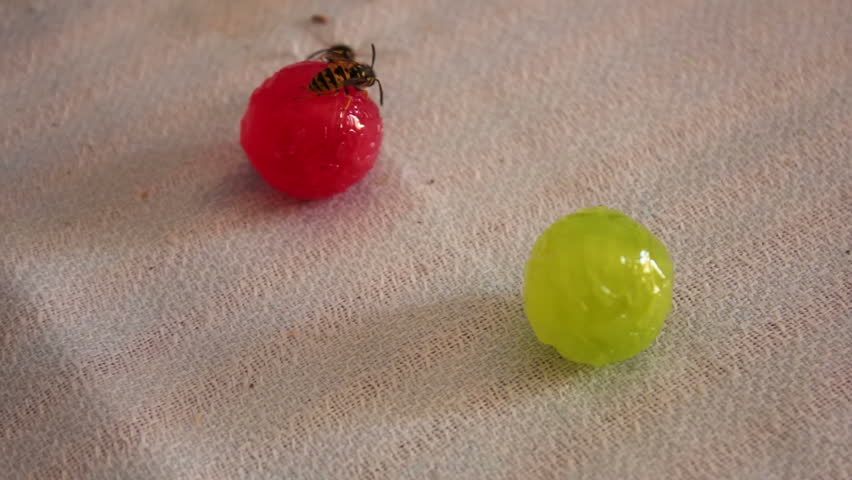 Wasps are sitting on candies