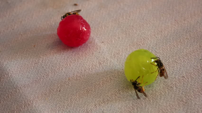 Wasps are sitting on candies