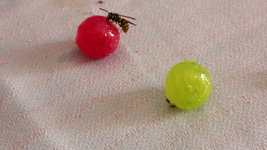 Wasps are sitting on candies