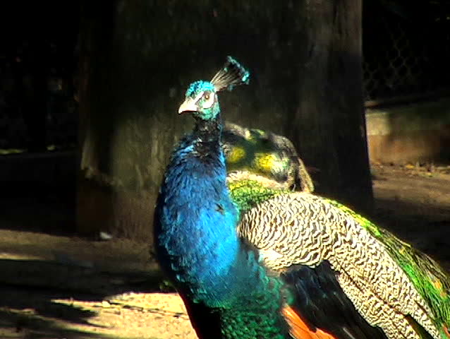 Peacock