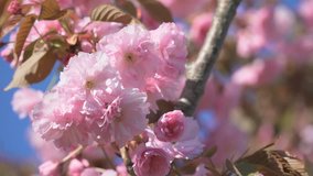 Blue sky cherry blossom. Pink sakura tree branch background. Spring flowers, beautiful nature blooming season. Japanese garden natural flora. Japan floral fresh petals. Beauty of colorful plant, park