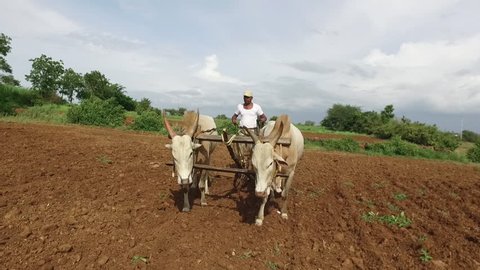 Full Hd video footage in slow motion of real farmer ploughing in the field at Veer town, Maharashtra, India.