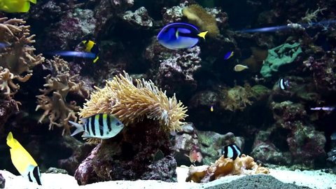 reef fish swim peacefully among the corals in the background of sea anemones and soft corals