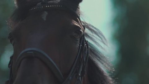 The brown horse with settled eye, harness and bridle made of leather and metallic belts. Beautiful horse looking at the camera. Polo Horse Blinking in slow motion. The eyes of the horse. Muzzle horse