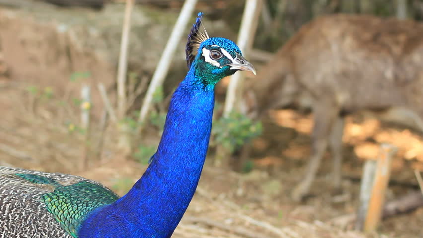 Peacock with Deer