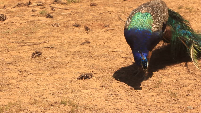 Peacock feeding