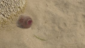 Invertebrates and polyps on low tide ocean sand 2160p 30fps UltraHD footage - Sea  organism sticking out of the shallow water bottom  4K 3840X2160 UHD video