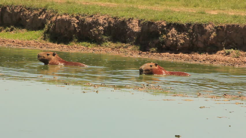 Capybaras in water