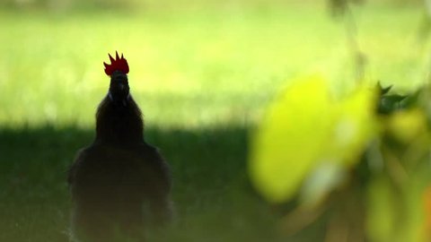 Crowing Cock - animation and live action video