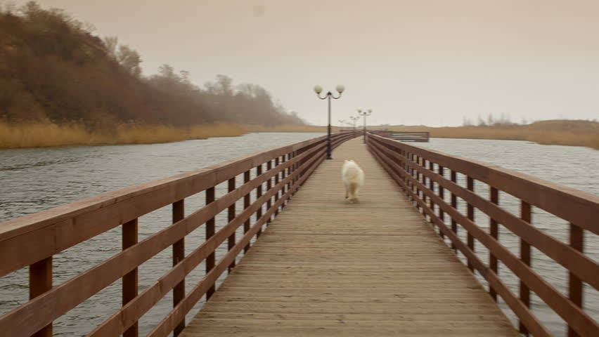Dog Running on the Pier.