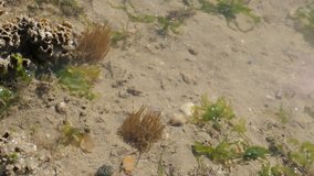 Sea organism sticking out of the shallow water bottom 2160p 30fps UltraHD footage - Low tide ocean sand invertebrates and polyps 4K 3840X2160 UHD video