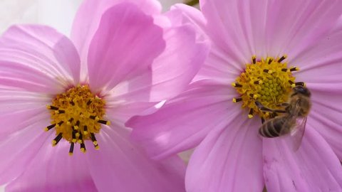 Cosmos Flower Time Lapse Filmed Stock Footage Video (8% Royalty