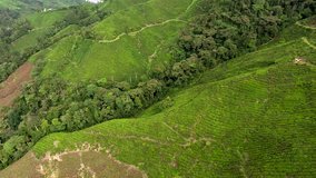 Aerial shooting from flying drone of a beautiful Asian nature with green tea plantation and tropical trees in hill mountains in summer season. Video with quality resolution for your presentation on TV