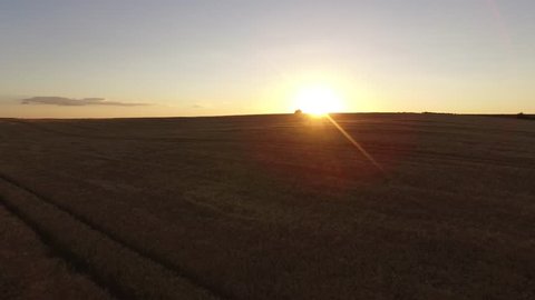 Evening Flight Over the Wheat Field 4k