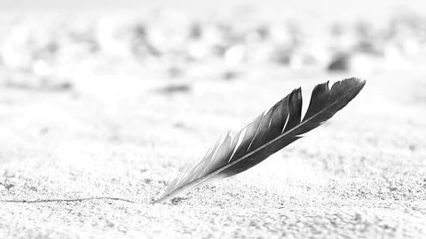 Bird feather in the wind on a beach